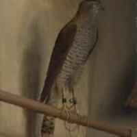 A Sparrowhawk